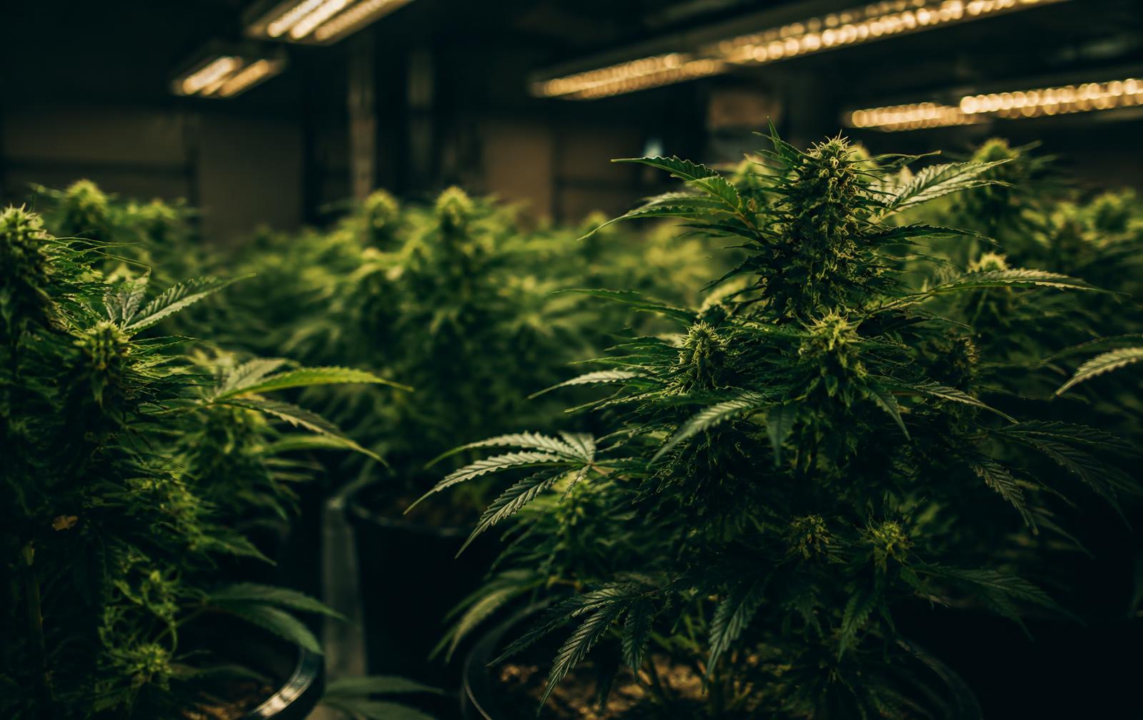 Cannabis plants in the Y&Z Grow room